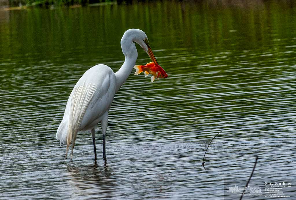 Great Heron's great catch