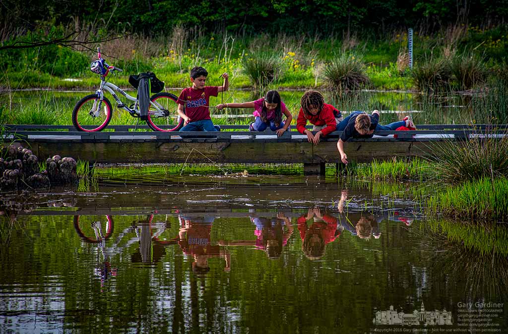 A quartet of youngsters use a variety of sticks to try and capture tadpoles swimming just below the surface of the wetlands beneath the small bridge crossing the flow at Highlands Park. My Final Photo for May 10, 2016.