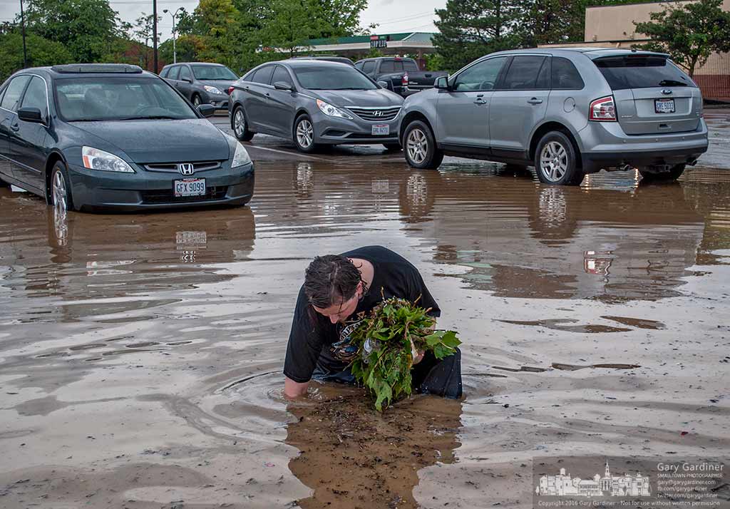A Good Samaritan from the condominiums at the rear of Kroger clears debris from the parking lot drain after a brief but heavy storm flooded the lot and caused the loss of power at the grocery store. My Final Photo for June 4, 2016.