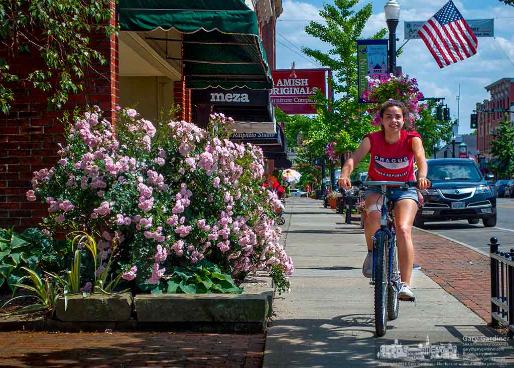 A girl pedals her bicycle past a planter with flowering roses after  she and a friend enjoyed frozen custard at Whit's in Uptown Westerville. My Final Photo for June 3, 2016.