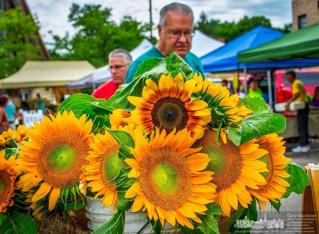 A display of sunflowers brightens a corner of the Uptown Westerville Farmers Market where shoppers have their pick of fresh fruits, vegetables, breads, meats, and honey. My Final Photo for August 10, 2016.