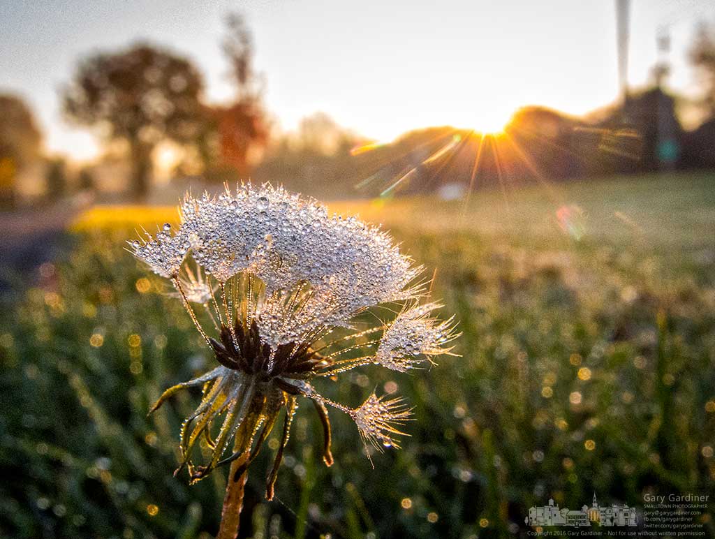 A dandelion covered in morning dew slowly opens as the warming sun rises onto Heritage Wetlands on County Line Road. My Final Photo for Nov. 7, 2016.