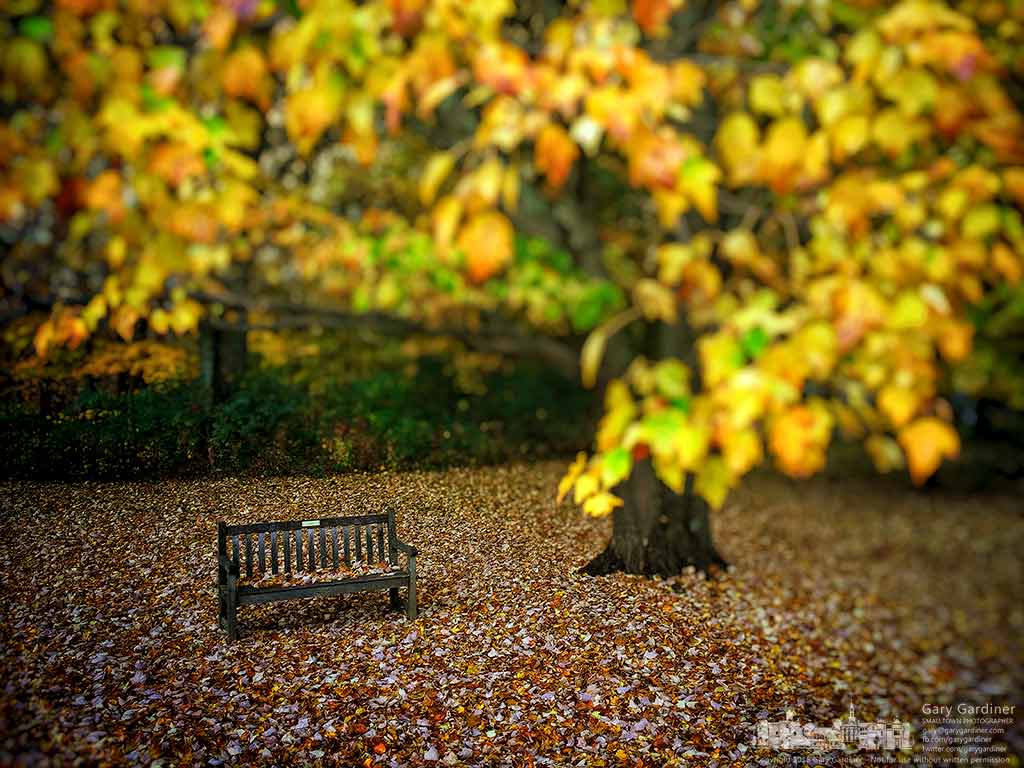 An empty bench, covered only with leaves from the maple canopy it sits under marks the end of a season of visitors seeking shade and solace in Inniswood Gardens. My Final Photo for Nov. 3, 2016.