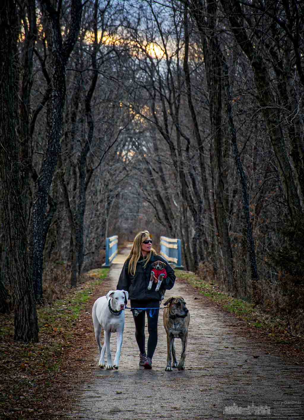A woman walks her two dogs and carries a third that she’s fostering along the bike trail that leads across Big Walnut Creek in Galena, Ohio. My Final Photo for Dec. 29, 2016.