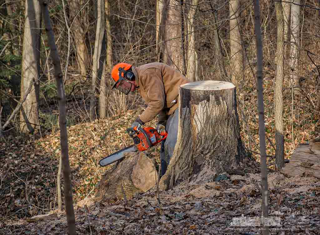 Paul sections one of the trees he cut down on a friends property to help clear it of dead trees and to build his supply of firewood for next year. My Final Photo for Feb. 4, 2017.