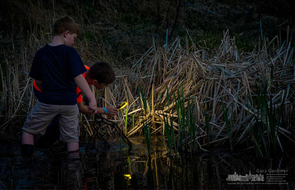 A pair of amateur naturalists shine their light into the reeds at the Highlands Park wetlands where they joined a crowd of other kids searching fro frogs and toads on the first Frog Friday at the park. My Final Photo for April 14, 2017.