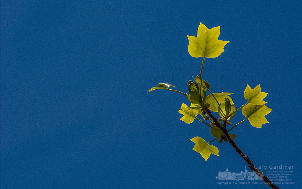 The top leaves of a tulip tree reach to a clear sky on a spring day in Westerville, Ohio. My Final Photo for April 24, 2017.