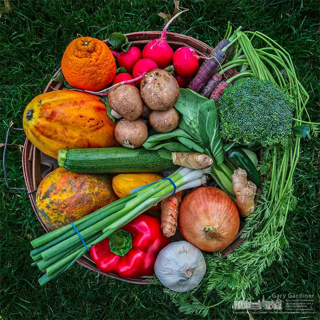 A collection of fresh organic vegetables is gathered in a wooden bushel basket for display and photography. My Final Photo for April 2, 2017.