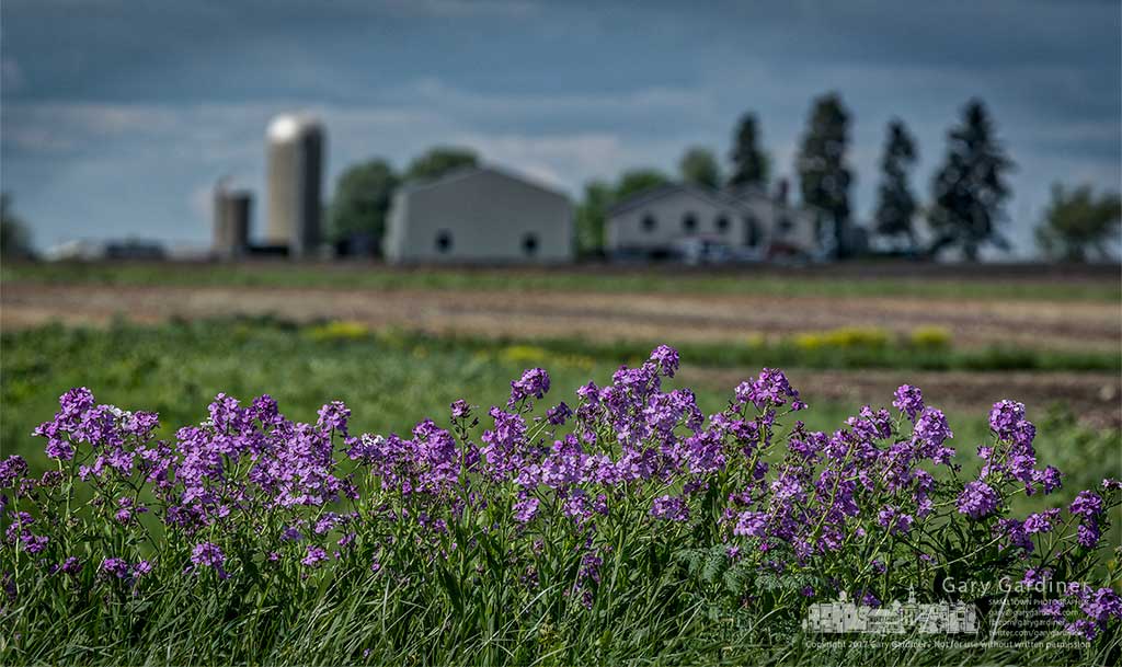 Wildflowers on the farm