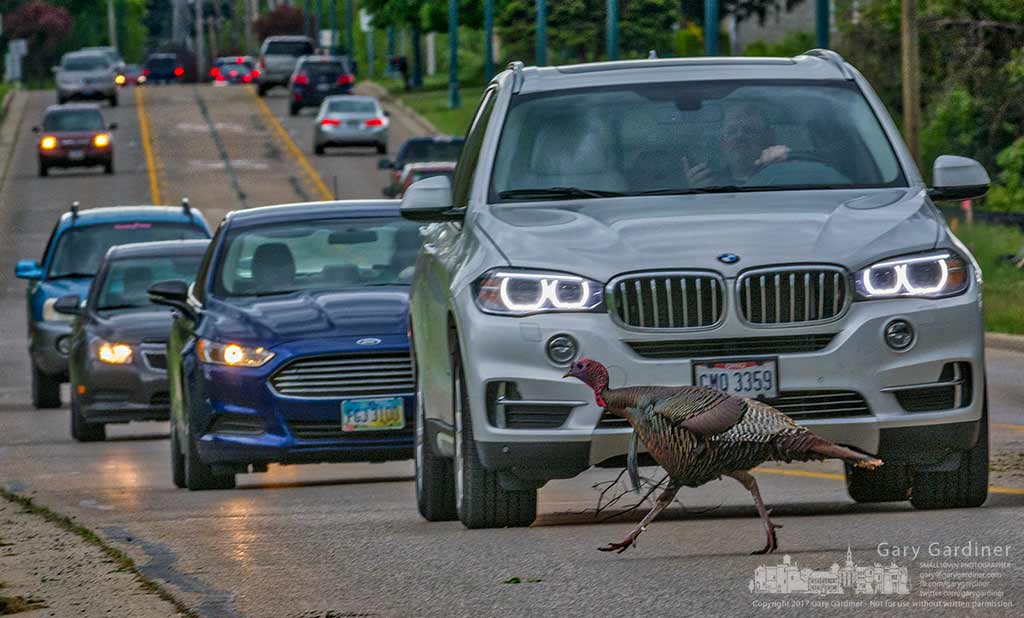 Why did the turkey cross the road?