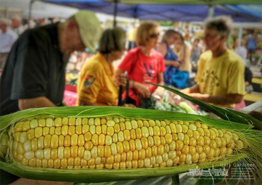 First of the season corn