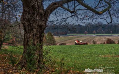 Autumn arrives for maple tree on Braun Farm