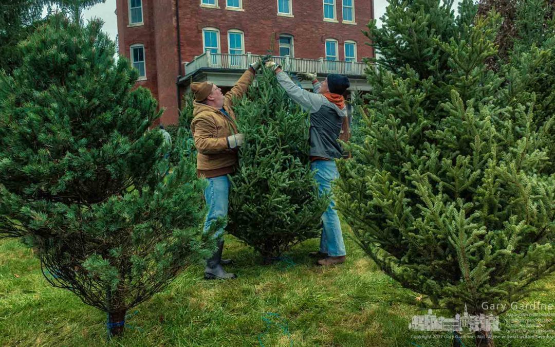 Scouts prepare for Christmas trees sales