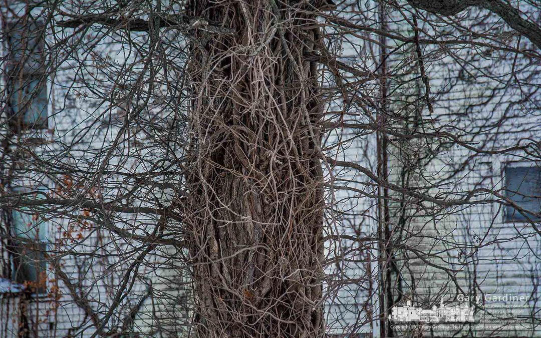 Poison ivy spreads across Braun