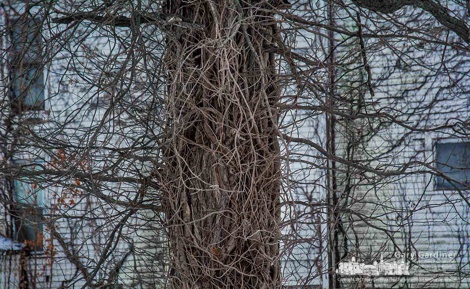 Poison Ivy tendrils exposed in the cold of winter spread from one of the trees at the entrance to the Braun Farm. My Final Photo for Dec. 26, 2017.