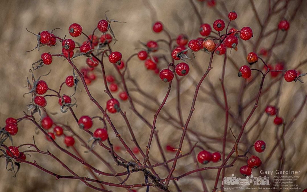 Rose hips brighten a cold day