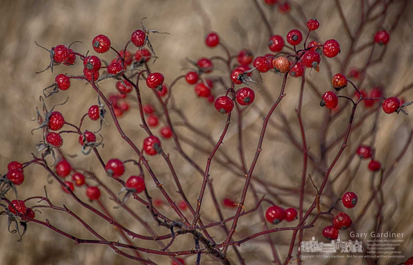 Rose hips growing along the shoreline at Highlands Wetlands add a vibrant color to the more drab colors of winter. My Final Photo for Dec. 27, 2017.
