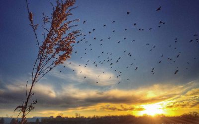 Braun Farm sunset
