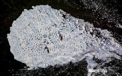 Water fowl wanderings