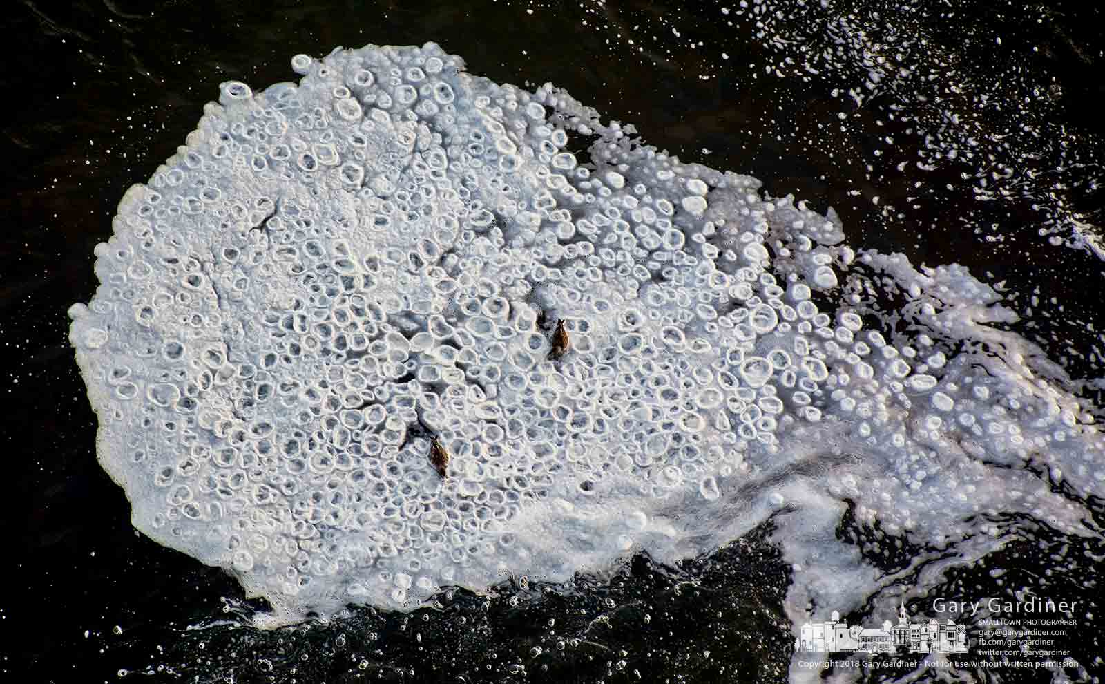 A pair of waterfowl navigate their way through ice circles and foam looking for food in the eddy below Hoover Dam. My Final Photo for Jan. 4, 2018.