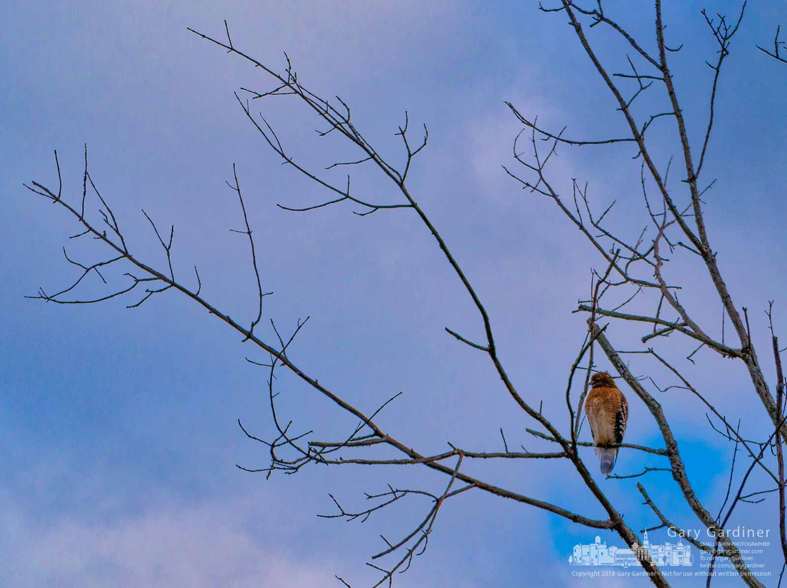 A Cooper's hawk sits near the top of a tree studying the creek bank along Alum Creek near the Main Street Bridge. My Final Photo for Feb. 2, 2018.