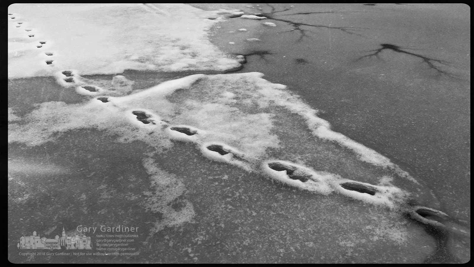Footprints across the slushy ice covering Hoover Reservoir mark the path of danger for one walker. My Final Photo for Feb. 9, 2018.