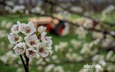 Spring Flowers in Snow Flurries