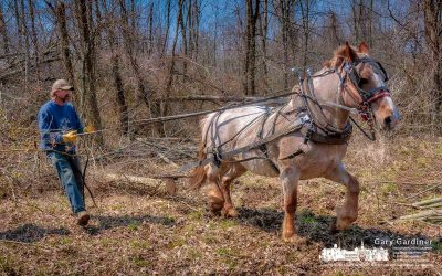 Driving Timber From The Woods