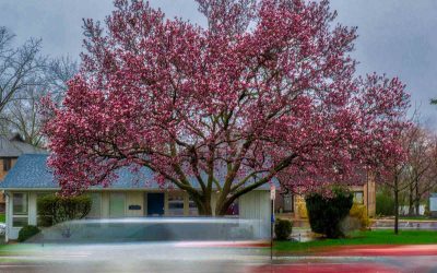 Finally, Colorful Signs Of Spring
