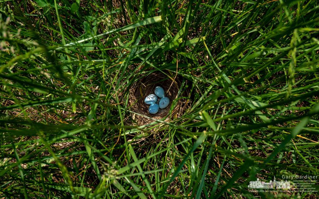 Nesting Deep In The Grass