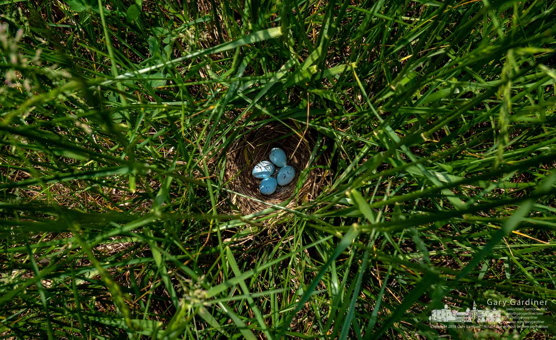 A red-winged blackbird nest with four eggs sits confined between tall stalks of hay grass in one of the fields at the Braun Farm. My Final Photo for May 21, 2018.