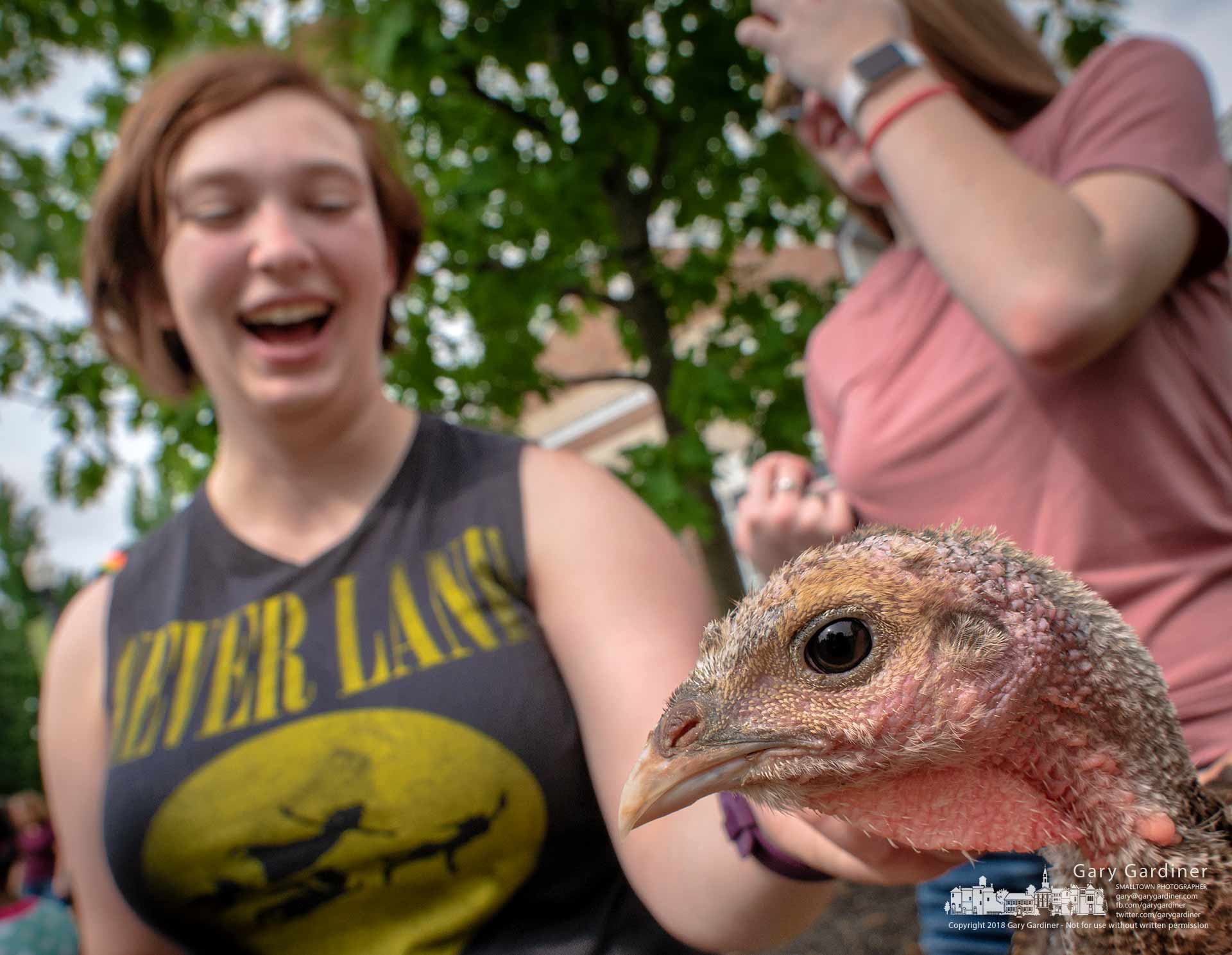Students young and old had the opportunity to handle farm animals including this turkey chick on the front lawn of the Westerville Public Library Wednesday. My Final Photo for May 16, 2018. 