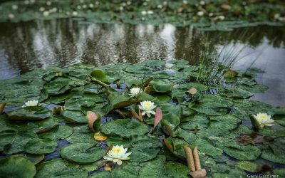 Wetland Lilies