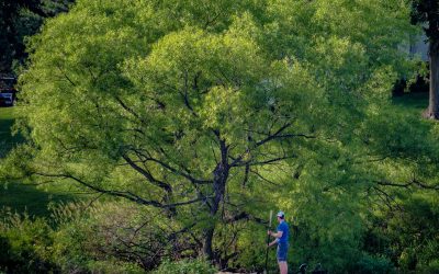 Fishing The Green Shoreline