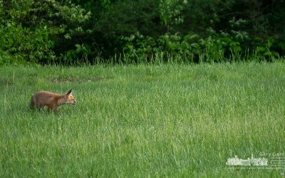 A Fox In The Afternoon