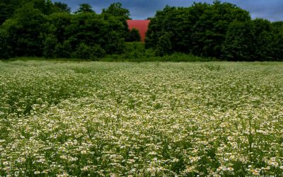 When Farm Field Becomes Prairie