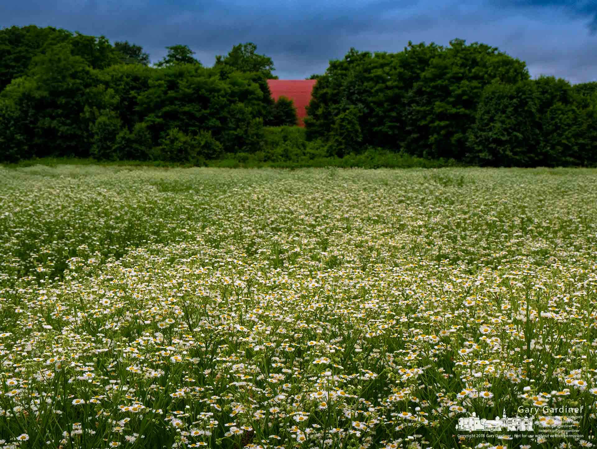 Stands of Daisy Fleabane begin to cover large sections of the Braun Farm fields where farmers have yet to till and plant a summer crop. My Final Photo for June 11, 2018.