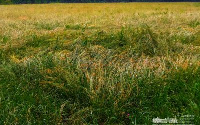 Braun Farm Hay After Storm