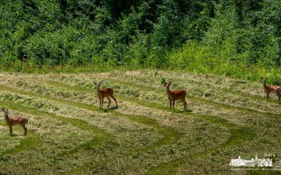 In Their Field Of Play