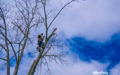 Looking For A Little Help