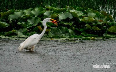 Dinner In The Rain