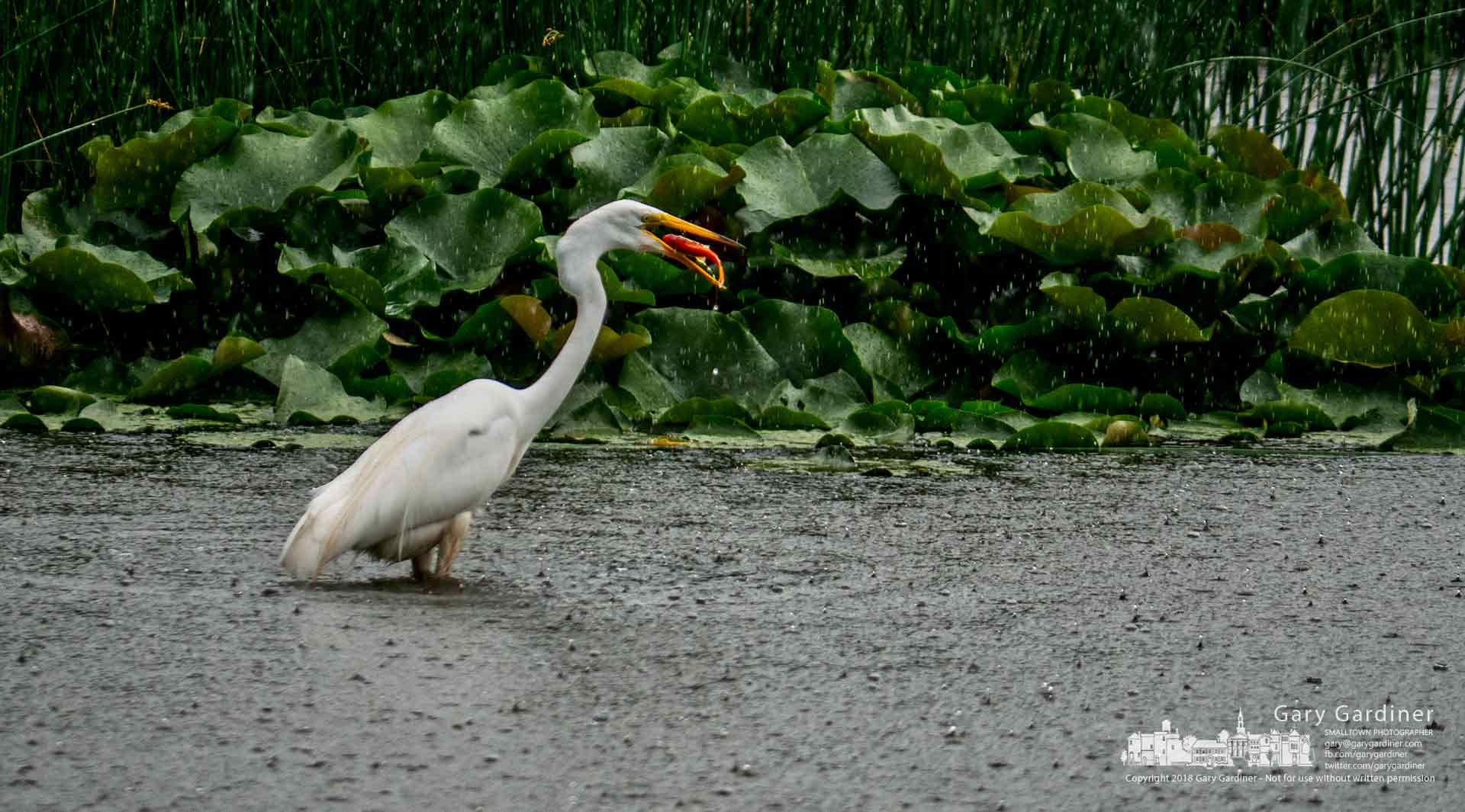 A white egret dines on a goldfish pulled from the waters of the Highlands wetlands during a late afternoon rain storm. My Final Photo for June 20, 2018.