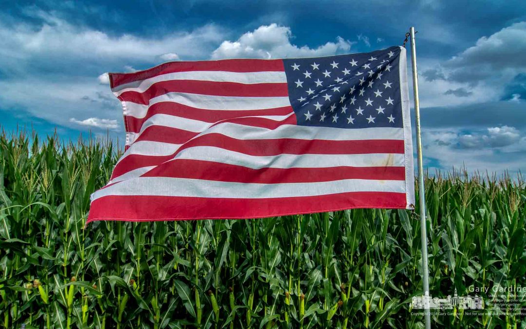 American Corn Field