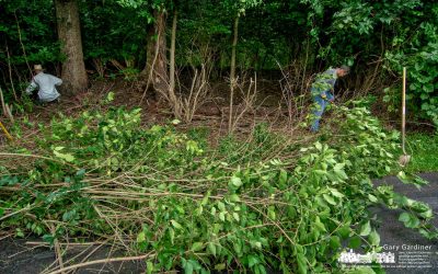 FACT Clearing Out Invasive Species