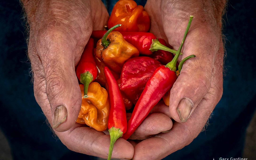 Peppers And The Farmer’s Hands