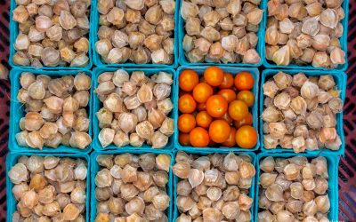 Uptown Farmers Market CSA Colors