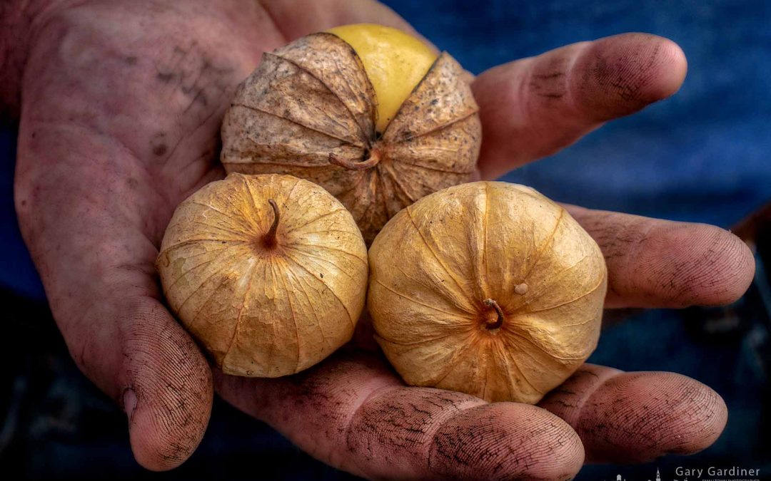 Tomatillos In The Hand
