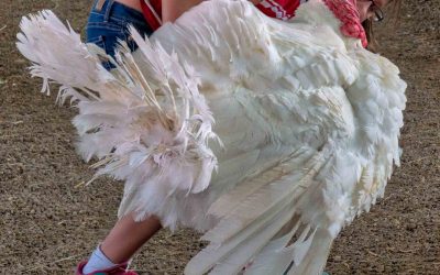Recipe For Perfect Turkey