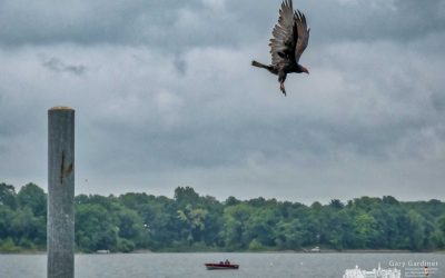 Turkey Vulture Launch