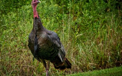 Turkey Strut in Sharon Woods